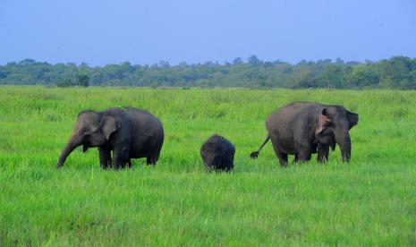 Tiga ekor gajah sumatra (Elephas maximus sumatranus) jinak yang tergabung dalam Elephant Response Unit (ERU) mencari makan di dalam kawasan Taman Nasional Way Kambas (TNWK), Lampung, Selasa (22/12/2020). TNWK yang berdasarkan survei tahun 2010 telah menjadi rumah bagi sekitar 247 ekor gajah liar, saat ini memiliki enam ekor gajah sumatra ERU yang dilatih untuk melakukan patroli rutin dan penghalauan gajah liar guna meminimalisir potensi konflik antara gajah dan manusia di kawasan itu.