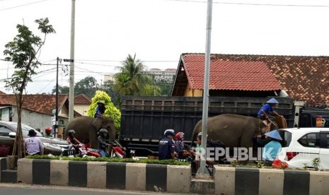 Tiga gajah diangkut kembali ke mobil truk, setelah mengantar paslon gubernur dan wakil gubernur mendaftar di Kantor KPU Lampung, Senin (8/1).