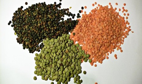 Tiga jenis Lentil