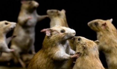 Hantavirus hanya ditularkan dari hewan yakni tikus ke manusia, bukan antarmanusia.