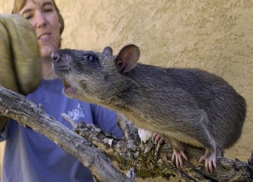 Tikus Gambia