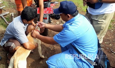 Tim dari Dinas Peternakan (Disnak) Kabupaten Sukabumi memberikan vaksinasi massal kepada puluhan anjing peliharaan di Kecamatan Cikembar, Kabupaten Sukabumi.