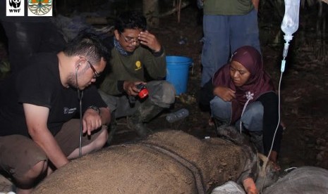 Tim dokter gabungan menyelidiki penyebab kematian Najaq, badak Sumatera yang ada di Kutai Timur.