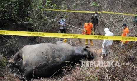 Gajah sumatra ditemukan mati (ilustrasi)