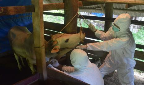 Tim dokter hewan Balai Veteriner mengambil sampel darah dan SWAB terhadap ternak sapi yang terindikasi Penyakit Mulut dan Kuku (PMK). 