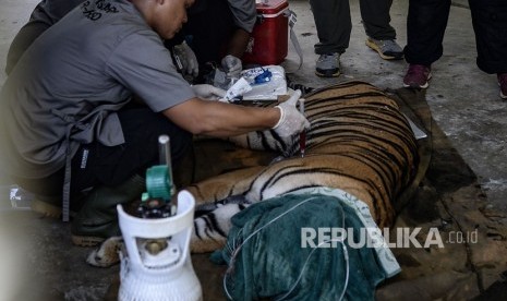 Tim dokter hewan melakukan pemeriksaan kesehatan seekor Harimau Sumatra (Panthera tigris sumatrae) bernama Antan Bintang sebelum dilepasliarkan di PR-HSD Yayasan ARSARI, Dhamasraya, Sumatera Barat, Senin (29/7/2019).