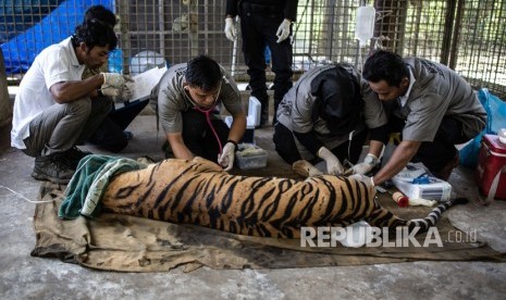 Tim dokter hewan memerika kesehatan seekor Harimau Sumatra (Panthera tigris sumatrae) bernama Antan Bintang sebelum dilepasliarkan di PR-HSD Yayasan ARSARI, Dhamasraya, Sumatera Barat, Senin (29/7/2019).