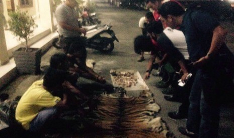 Tim gabungan Balai Besar Taman Nasional Gunung Leuser bekerjasama dengan Polres Langkat melakukan penangkapan terhadap  pelaku perburuan dan perdagangan satwa liar Harimau Sumatera. 