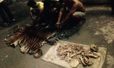 Tim gabungan Balai Besar Taman Nasional Gunung Leuser bekerjasama dengan Polres Langkat melakukan penangkapan terhadap  pelaku perburuan dan perdagangan satwa liar Harimau Sumatera. 