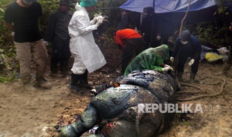 Tim gabungan Fakultas Kedokteran Hewan IPB, petugas TNUK dan WWF memeriksa bangkai Badak Jawa (Rhinoceros sondaicus) yang diberi nama Manggala yang ditemukan mati di kubangan lumpur di Blok Citadahan, Ujungjya, Pandeglang, Banten, Minggu (21/4/2019).