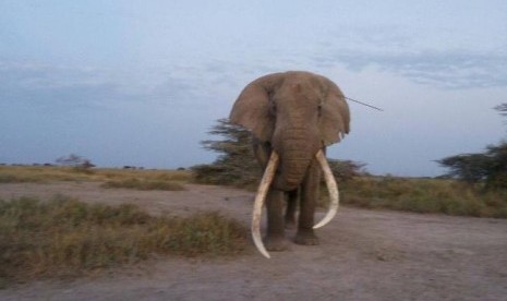 Tim, gajah kenya yang tertusuk tombak