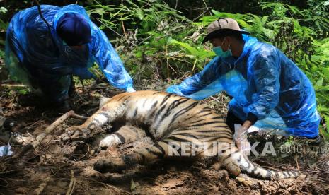 Tim Medis satwa BKSDA Aceh melakukan proses nekropsi terhadap bangkai harimau sumatera yang ditemukan mati di Kawasan Ekosistem Leuser Desa Ibuboh, Kecamatan Meukek, Aceh Selatan, Aceh, Kamis (26/8/2021). Proses nekropsi seperti pengukuran gigi dan pengambilan isi alat pencernaan tersebut dilakukan untuk uji laboratorium dalam proses penyelidikan penyebab kematian harimau. 