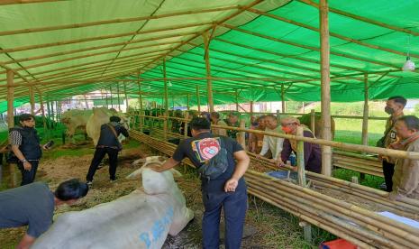 Tim pemantau kesehatan hewan kurban memeriksa sebuah lapak penjualan hewan kurban di Kecamatan Cikole, Kota Sukabumi, Kamis (30/6/2022)