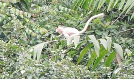 Tim Pengendali Ekosistem Hutan di Taman Nasional Gunung Gede Pangrango menemukan keberadaan Lutung Jawa Albino Maret 2017.