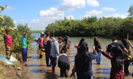 TIM PPK Ormawa Himadiksi Program Studi Pendidikan Bahasa Indonesia Fakultas Ilmu Budaya Universitas Jenderal Soedirman merealisasikan program kerja budidaya mangrovr