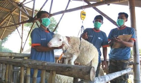  Lembaga filantropi Rumah Zakat telah melakukan persiapan dalam mengatasi wabah penyakit mulut dan kaki (PMK) pada hewan kurban.  Tampak tim Rumah Zakat tengah menimbang hewan kurban.