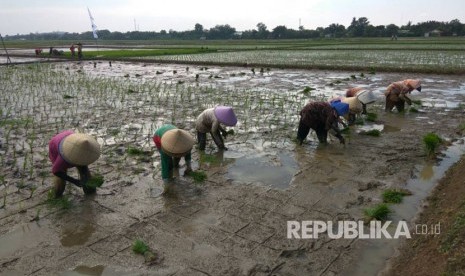 Tim Upaya Khusus (upsus) Jabar yang digawangi Kepala Badab Karantina Kementerian Pertanian, Banun Hapsari, mencanangkan percepat tanam musim tanam April-September 2017, di Desa Kalijati, Kecamatan Jatisari, Karawang, Selasa (25/4).