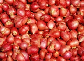 Tinah gets 1,000 IDR for every kilogram of shallot she peels (illustration).