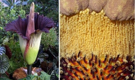 Titan Arum flower (left) and its pollen inside (illustration)