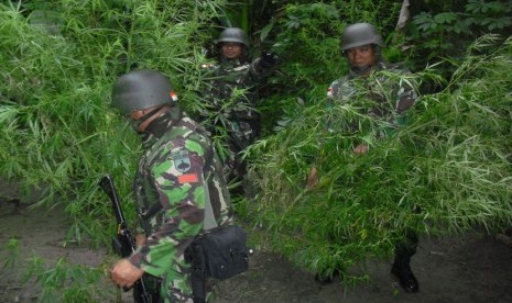 TNI Temukan Lahan Ganja di Perbatasan RI-PNG