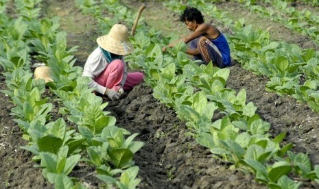 Tobacco farmers in Pamekasan, Madura (illustration)