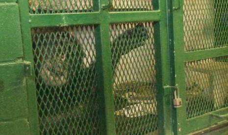 Tommy, a 26-year-old chimp who lives alone in a shed in upstate New York in this undated photo.