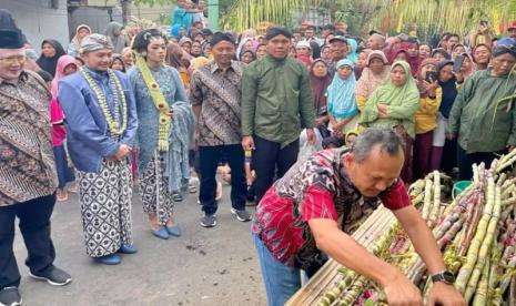 Tradisi petik tebu manten yang digelar di Desa Mojorejo, Kecamatan Kawedanan, Kabupaten Magetan, menandai awal musim giling PG Redjosarie pada tahun 2024.