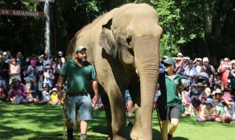 Tricia, gajah Asia berusia 60 tahun di kebun binatang Perth ini menghasilkan 60–90 Kg kotoran setiap hari.