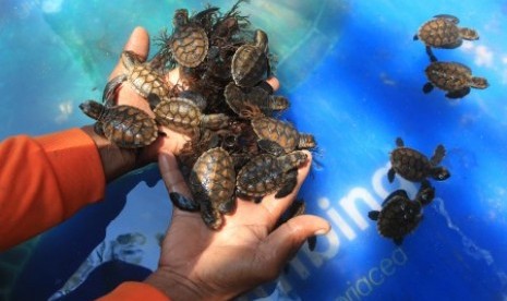 Tukik atau anak penyu jenis sisik (Eretmochelys Imbricata) di dalam kolam yang terbuat dari terpal di penangkaran penyu sementara. (Ilustrasi)