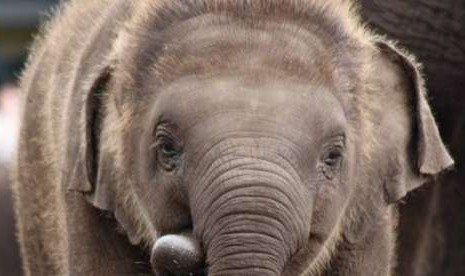 Tukta, gajah Asia yang mati di Kebun Binatang Taronga Sydney, NSW, Australia.