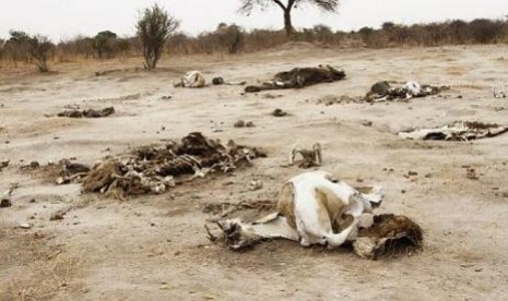 Tulang-belulang gajah yang tewas diracun di Taman Nasional Hwange, Zimbabwe. Negara itu memindahkan satwa liar untuk membangun kembali populasi