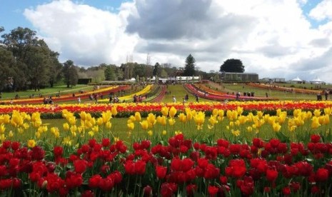 Tulip Festival tawarkan sepetak hamparan karpet 