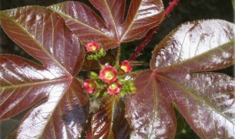 Tumbuhan jarak merah atau janthropa gossypifolia.