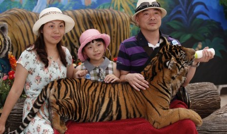 Turis berfoto bersama macan di Sriracha Zoo di Pattaya, Thailand.