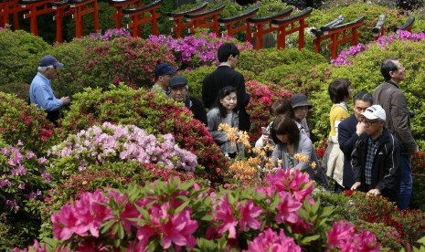 Turis memenuhi kawasan Kuil Nezu di Tokyo, Jepang, untuk melihat bunga azalea yang bermekaran.