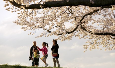 Turis menikmati cantiknya bunga sakura yang mekar di sekitar Tokyo, Jepang.