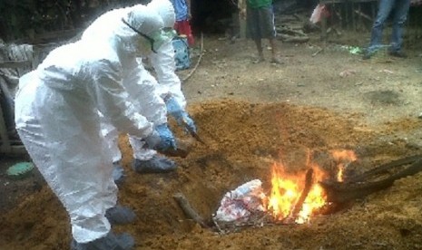 Two medical workers burn ducks infected by bird flu in Lampung. (file photo)