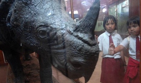 ua pelajar SD Angkasa 3 Halim PK mengamati seekor Badak Jawa (Rhinoceros sondaikus) yang telah diawetkan koleksi Museum Zoologi, Bogor, Jabar, Selasa (8/4). Museum peninggalan zaman Belanda yang mengoleksi hampir seluruh satwa yang ada di Indonesia itu keb