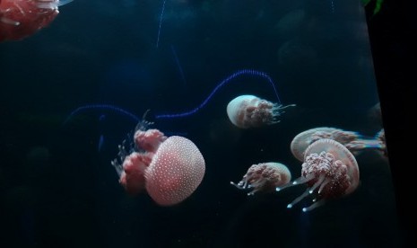 Ubur-ubur jenis spotted jellyfish (Phyllorhiza sp) di Seaworld Ancol, Jakut.