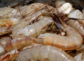 Udang