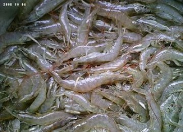 Udang Vaname