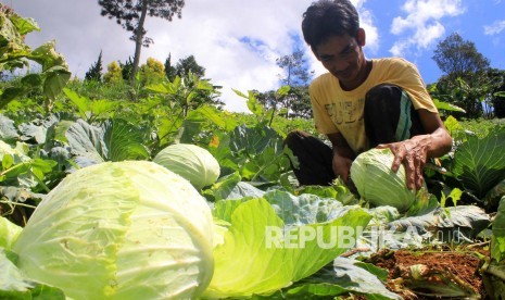 Uik (30) memetik kol, di Desa Cimenyan, Kecamatan Cimenyan, Kabupaten Bandung, Ahad (15/5). Menteri Pertanian, Andi Amran Sulaiman memastikan stok pangan termasuk hasil pertanian menjelang Ramadhan dipastikan aman. (Foto: Dede Lukman Hakim)