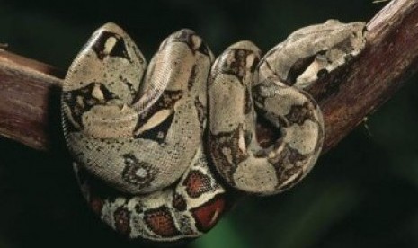 Ular Boa Constrictor