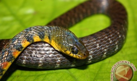 Ular Gunung Meratus