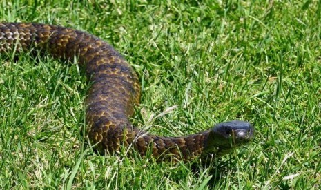 Ular jenis Tasmanian tiger yang beracun mulai berkeliaran karena suhu udara semakin hangat.