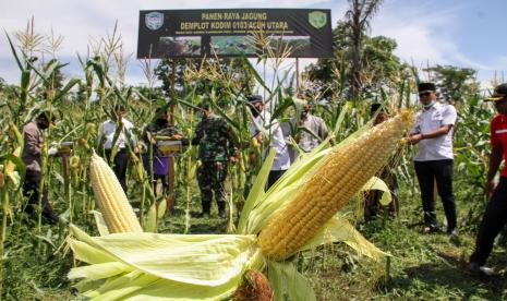 Unsur Forkompimda melakukan panen jagung varietas unggul Bonanza di lahan Demplot Kodim 0103 Aceh Utara, Aceh, Rabu (10/6/2020). Panen raya jagung di atas lahan seluas lima hektare itu salah satu upaya TNI meningkatkan ketahanan pangan yang juga digalakkan pemerintah daerah di tengah pandemi COVID-19 sekaligus guna mendorong produksi jagung nasional.