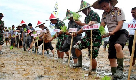 Unsur pemerintah, TNI, Polri bersama petani menanam padi jenis Sultan di area persawahan Desa Dayah Meunarah, Kuta Makmur, Aceh Utara, Provinsi Aceh, Minggu (13/12).