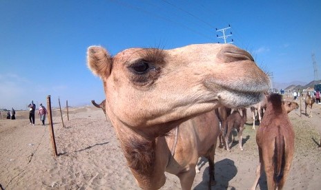 Unta di peternakan unta di Mekkah, Arab Saudi.