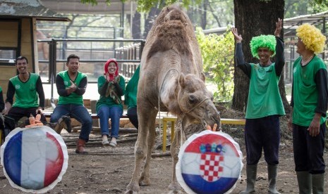 Unta peliharaan Taman Satwa Taru Jurug (TSTJ) Salsa memilih bendera negara Perancis dan Kroasia saat memprediksi pertandingan final Piala Dunia 2018. Di tengah pandemi corona, Taman Jurug menanti kelahiran bayi unta. Ilustrasi.