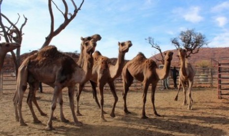 Unta-unta di Australia mulai diperiksa petugas kesehatan